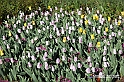 messer tulipano 2019 Inaugurazione_233